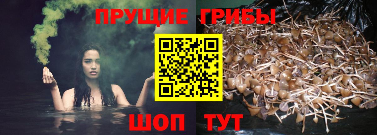Псилоцибиновые грибы прущие грибы  Галлюциногенные грибы ЛСД  Саров  купить закладку  Вход с VPN 